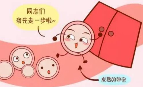 河源助孕公司：备孕妈妈必知：排卵后卵子在体内存活多久